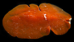 Phrikoceros