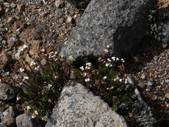 Oxylobus arbutifolius