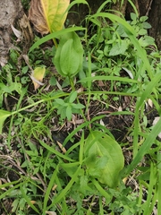 Alisma plantago-aquatica