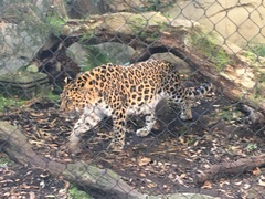 Panthera pardus orientalis