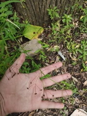 Alisma plantago-aquatica