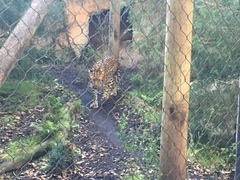 Panthera pardus orientalis