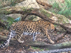 Panthera pardus orientalis