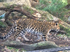 Panthera pardus orientalis