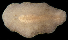 Acotylea