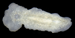 Acotylea