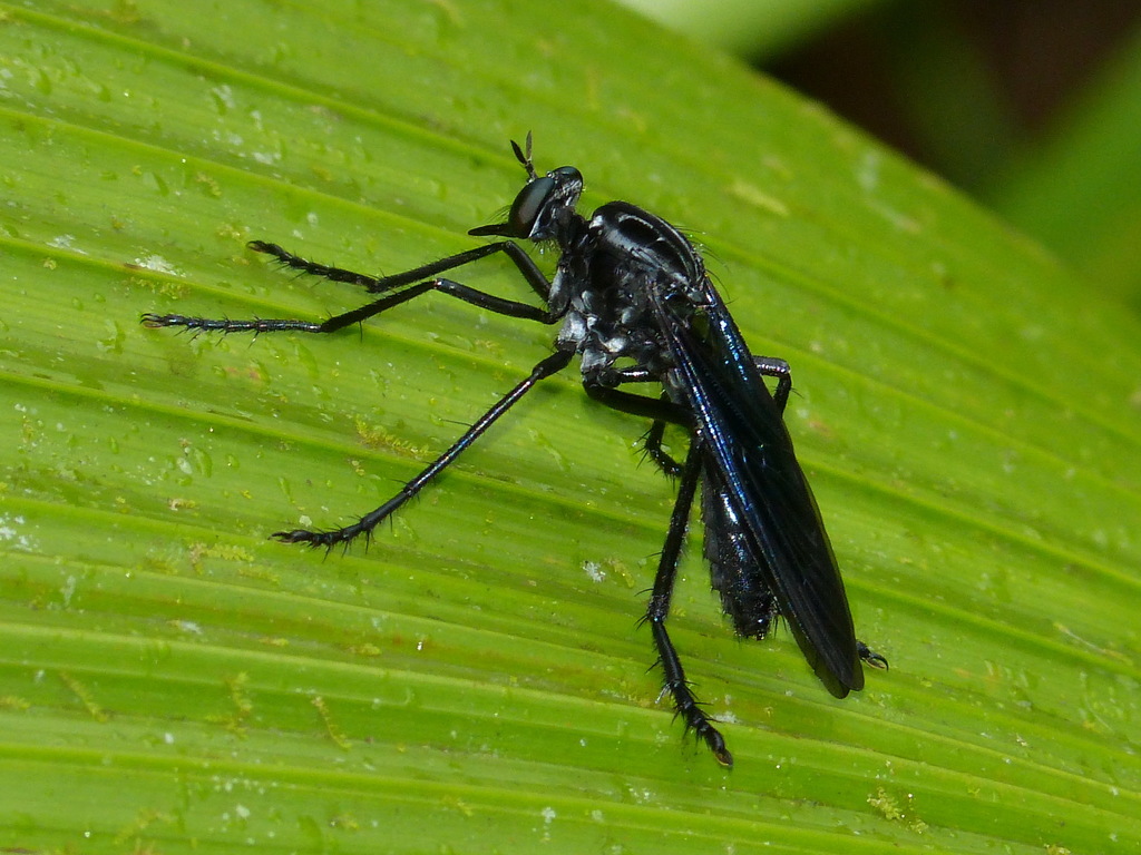Senobasina
