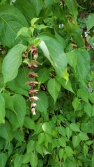 Leycesteria formosa