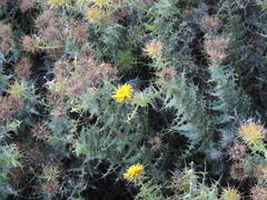 Berkheya cruciata