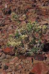 Kissenia capensis
