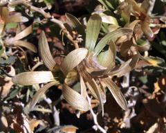 Kissenia capensis