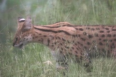 Leptailurus serval constantina