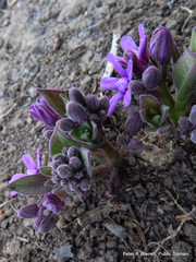 Raphionacme hirsuta