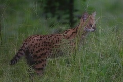Leptailurus serval constantina