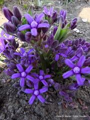 Raphionacme hirsuta
