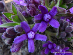 Raphionacme hirsuta