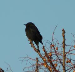 Melaenornis pammelaina ater