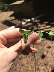 Elephantopus tomentosus