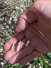 Bromus squarrosus