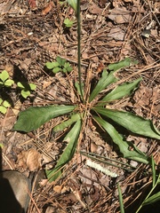 Elephantopus tomentosus