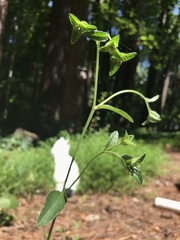 Elephantopus tomentosus