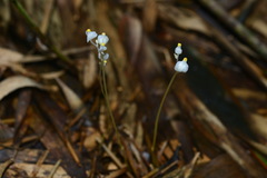 Burmannia nepalensis