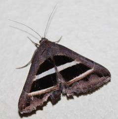 Grammodes geometrica