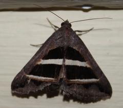 Grammodes geometrica