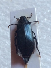 Melandrya caraboides