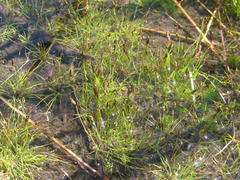 Isolepis pusilla