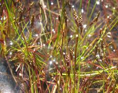 Isolepis pusilla