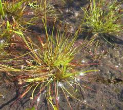 Isolepis pusilla