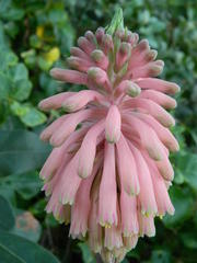 Veltheimia bracteata