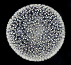 Radiolaria