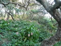 Veltheimia bracteata