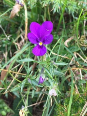 Viola dubyana