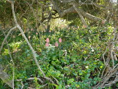 Veltheimia bracteata