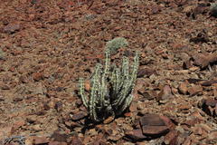 Euphorbia virosa virosa