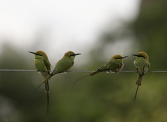 Merops viridissimus
