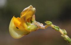 Aspalathus microphylla