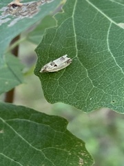 Epinotia ramella