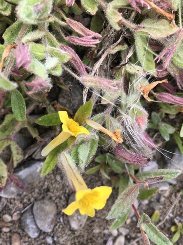 Erythranthe ptilota (Erythranthe ptilota)
