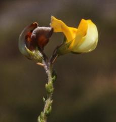 Aspalathus microphylla