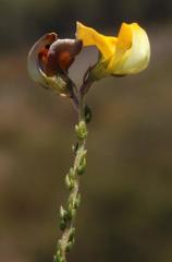 Aspalathus microphylla