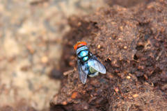 Chrysomya marginalis