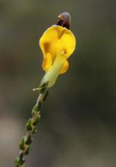 Aspalathus microphylla