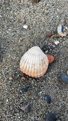 Acanthocardia tuberculata