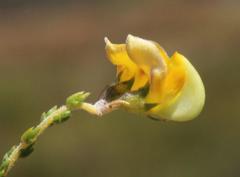 Aspalathus microphylla