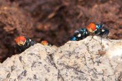 Chrysomya marginalis