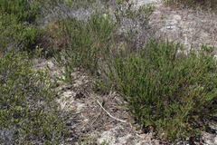 Aspalathus microphylla